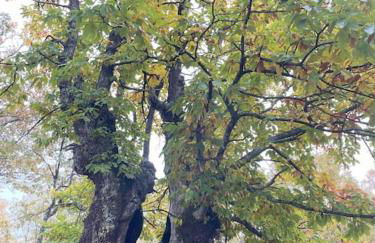 Casa Rural Finca De Musgo - Foto 20