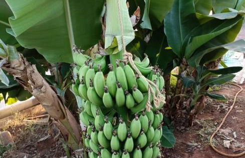 Masseria La Maestà - Ospitalità Rurale Famigliare - Foto 13