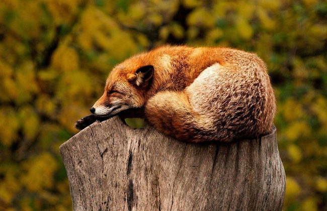 4 Person Holiday Home in Salen-by Traum - Foto 10