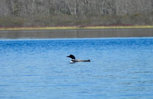 180 Degree Lakefront Views-Fire Pit-Swimming - Foto 45