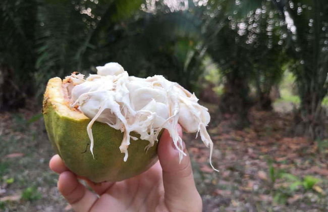 Puerto Inca Chocolate Workshop - Foto 3