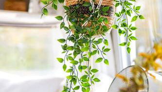 Beautiful Airstream Glamping Site for Romantic Weekends Away in North Carolina - Photo 2