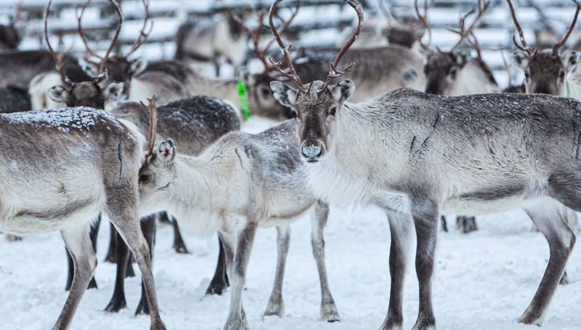 Visita a una granja de renos