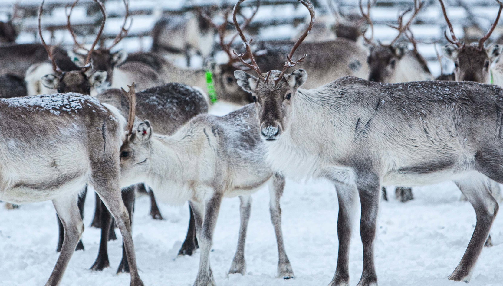 Visita a una granja de renos - Foto 1, Visita a una granja de renos