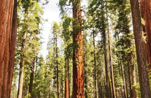 Sequoia Villa - Foto 28