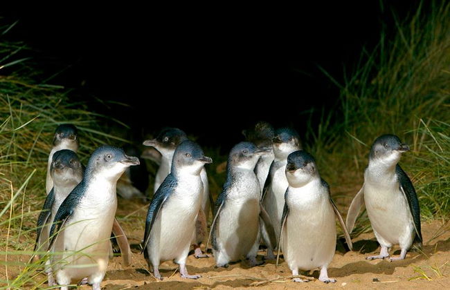 French Island & Phillip Island Wildlife Expedition - Photo 1