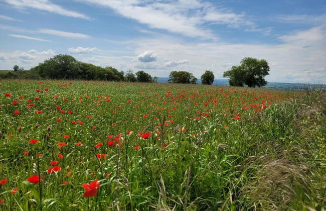 Holiday Home Near Lake and Leisure in Clos du Bannet - Photo 26