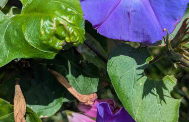 Badischer Neubau-Ruhe-Kunst-Natur - Foto 4