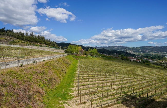 Quinta Picouto de Cima - Foto 14