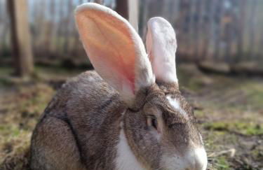 Auszeit am Vulkan - Appartements mit Fasssauna - Photo 47