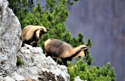 Grottino Apartment Parco Velino Sirente - Foto 31