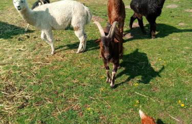 Sterne-Anlage HOF NIEMEYER Steinhuder Meer - Foto 27