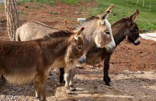 Charmant appartement à Etival-Clairefontaine - Foto 14
