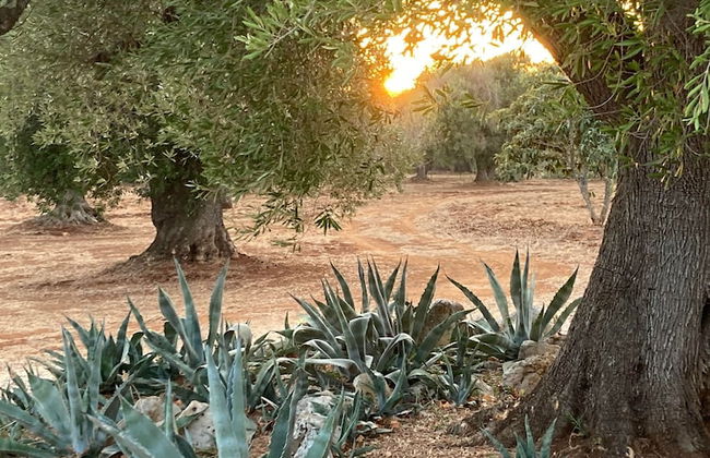 Trulli Mimosa by Pugliadamare - Foto 20