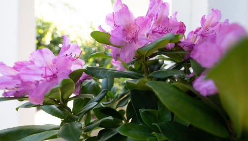 Weißes Haus - Foto 2