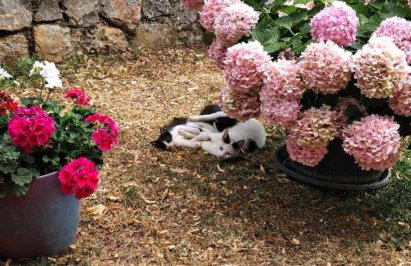 House of Velebit Adria - Foto 8
