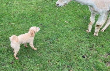 Ruby's Retreat! Farm Stay! North devon! Sleeps 6! Beaches Exmoor! - Foto 62