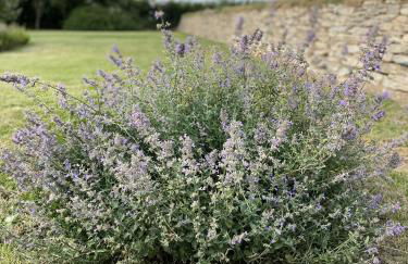 Traditional coastal cottage in Cornwall - Foto 21