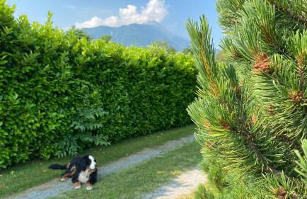 Villa Giulia - Bisalta - Foto 53