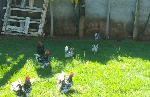 Chácara Rancho do Lago - Foto 33