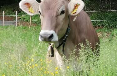 Landhaus Auf der Höh - Foto 38