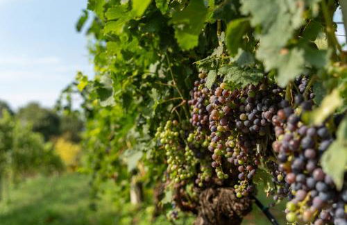 Bio Agriturismo Vojon - Foto 61