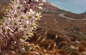 Alkionides Villas - Foto 29