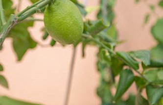 Villa Lucija Vodice - Foto 29