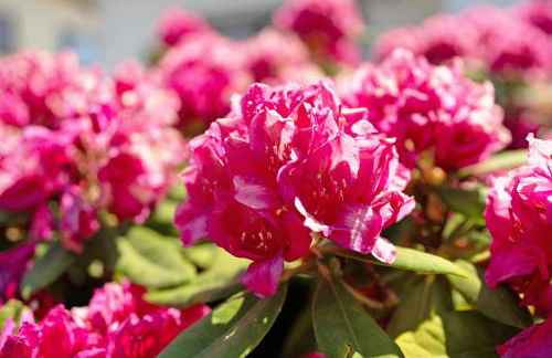 Ferienwohnung Aschoff - Foto 24