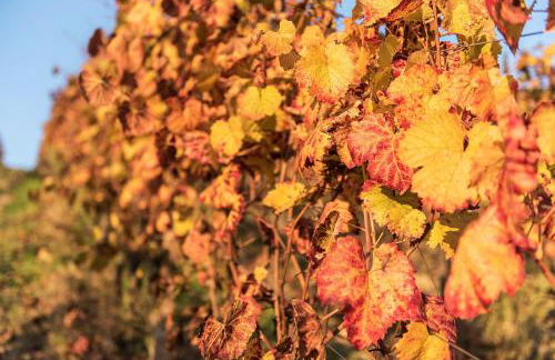 Agriturismo Albarossa - Foto 55