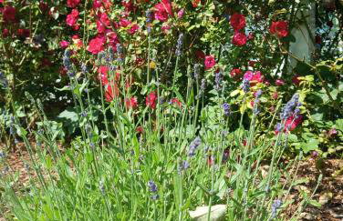 Noclegi, pokoje, kwatery "Nad Bzurą" - Foto 12