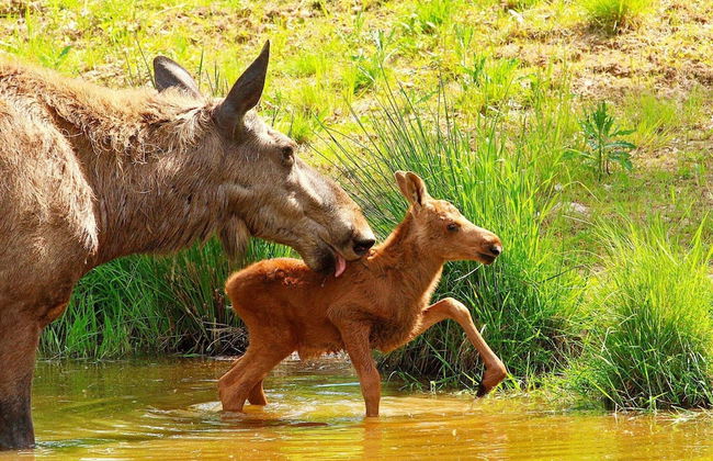 8 Person Holiday Home in Salen-by Traum - Foto 20