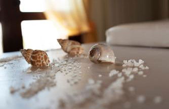 Tenuta San Savino delle Rocchette - Foto 33