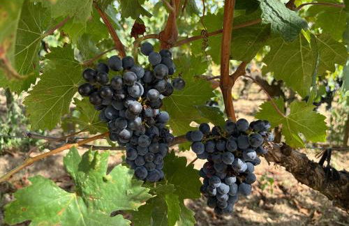 Les logis des Vignobles Sainte Emilion en Duplex n 3 avec terrasse - Foto 17