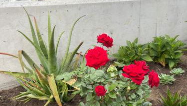 Villa San Miguel - Foto 3, Garden view