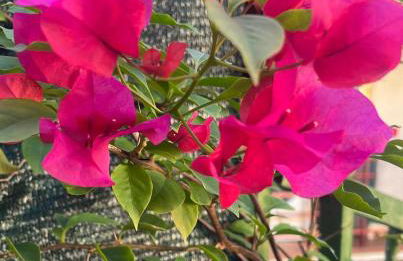 Appartamento il Giardino - Foto 22