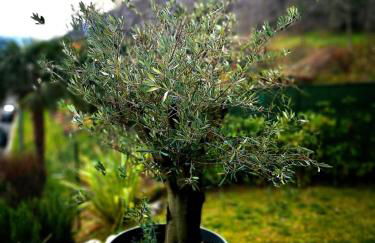 Magic Garden with Jacuzzi-Pool and Luxury Lake Como view - Foto 33