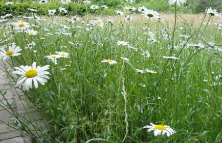 Ferienhof Olbasee - Foto 37