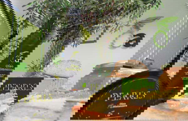 Visita a la finca Oleo Almanzora con degustación de aceite - Foto 7