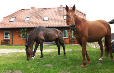 Hof-Silberweide - Foto 1