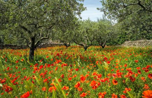 Mas Provençal Fanny - Foto 10