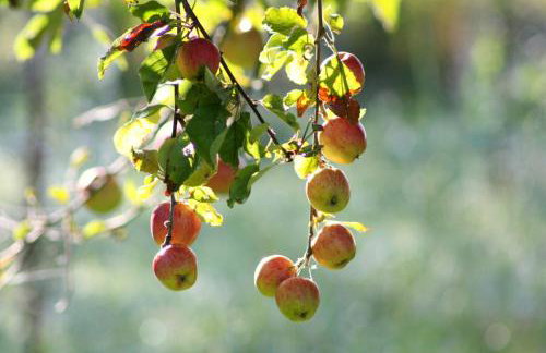 Forsthof Niendorf - Foto 4