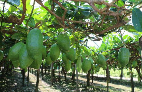 The Lemon Tree House - Photo 52