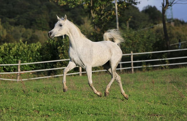 Fattoria Ca' di Fatino - Foto 27