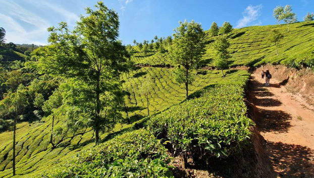 Admiring the tea plantations