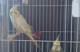 Fazenda Vista Soberba - Foto 30