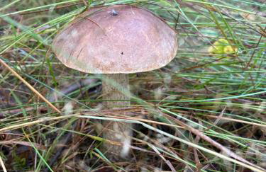 EL PINO - domek w lesie - Foto 12