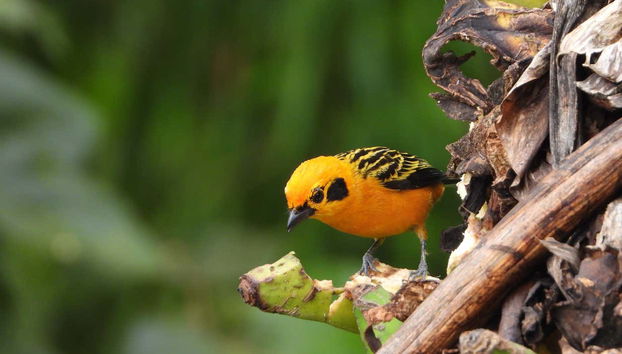 Identifiez différents oiseaux