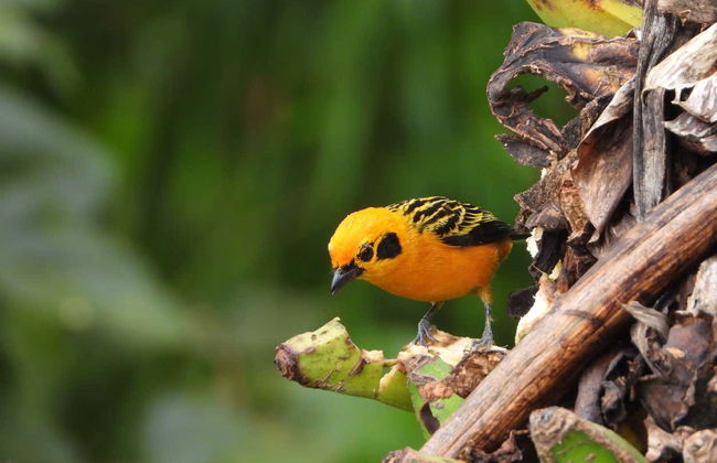 Avistamiento de aves en la reserva Santa Rita - Foto 5