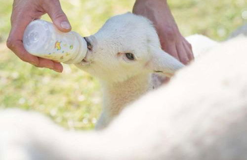 Apartment in a Wooded Area on Lake Faak - Foto 47